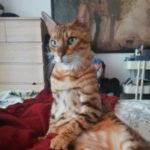 Profile picture of Keltas