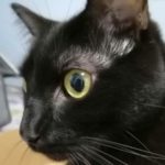 Profile picture of Sariacilla